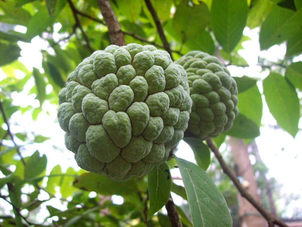 10 unusual fruits you've probably never tried before_sweetsop