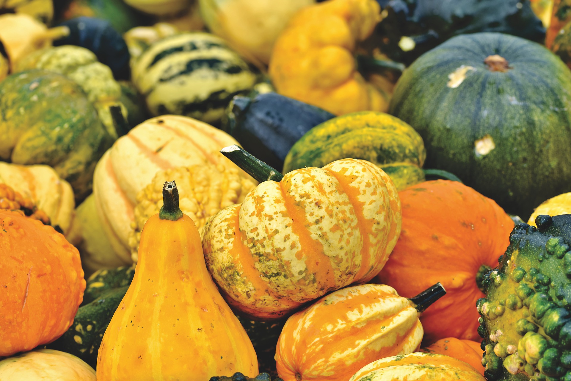 12 fun facts you never knew about pumpkins