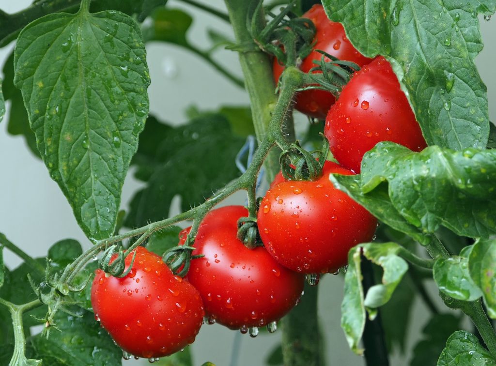 7 Hydrating foods to add to your diet this summer_tomatoes