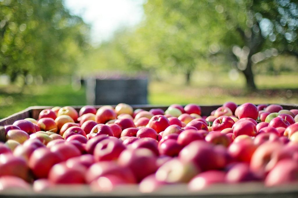 All the produce in season in July_apples