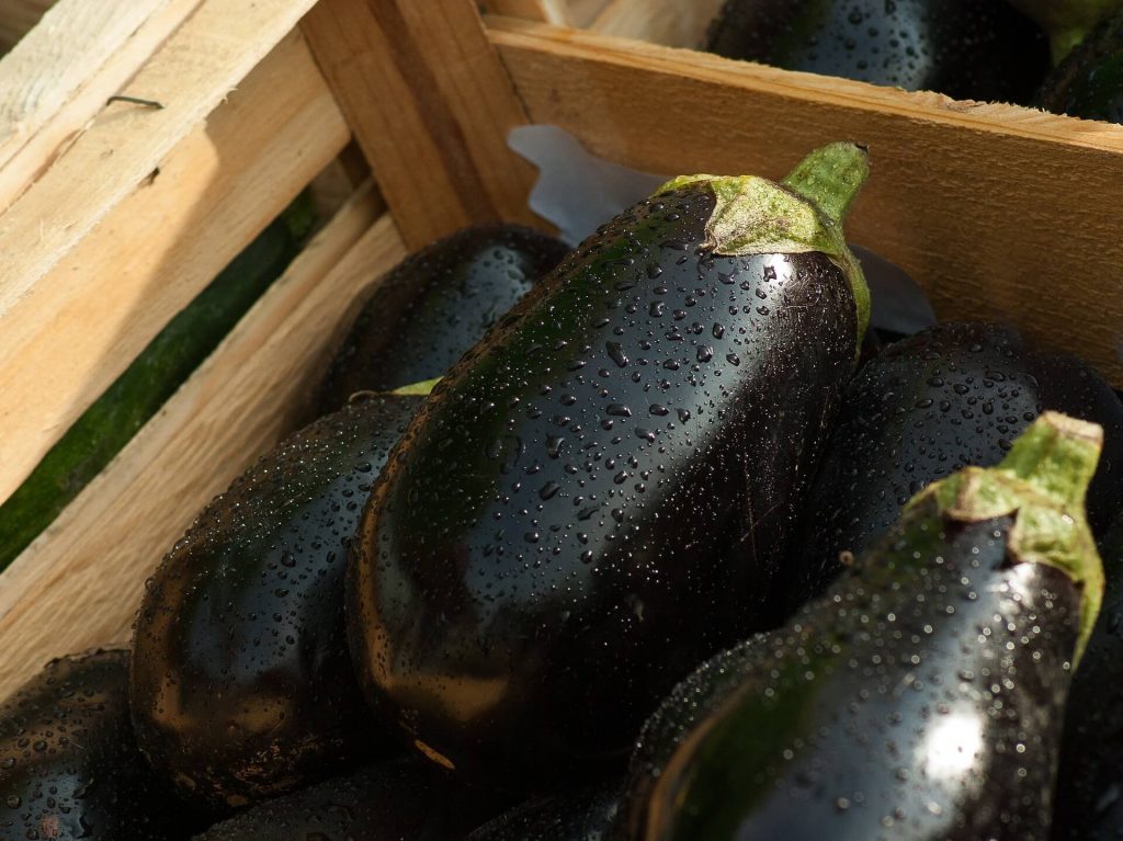 All the produce in season in July_eggplant