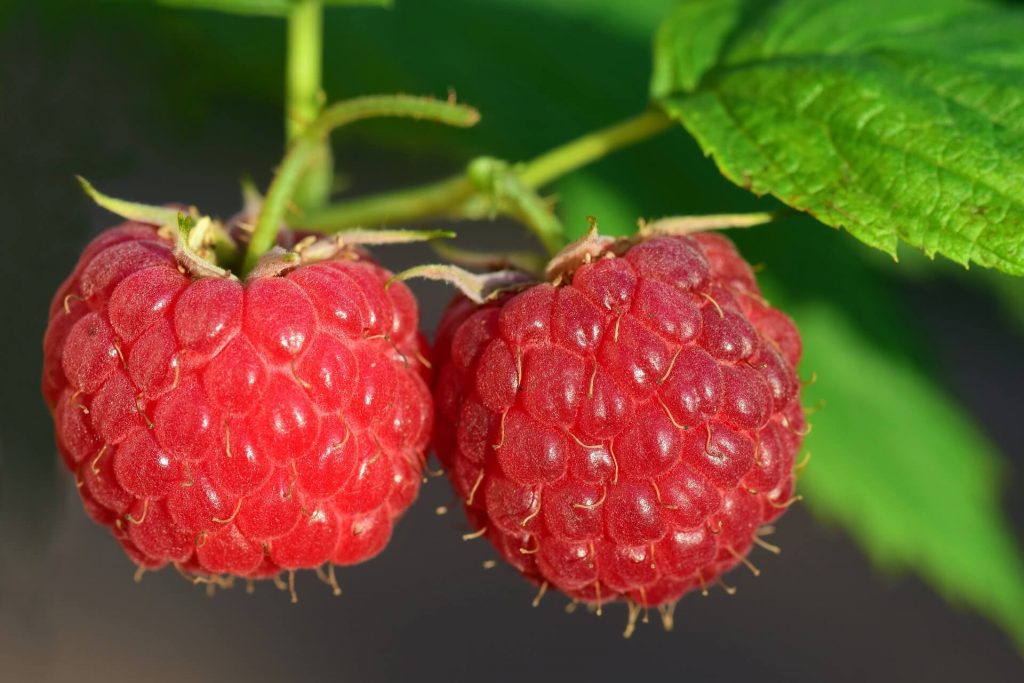 All the produce in season in July_raspberries
