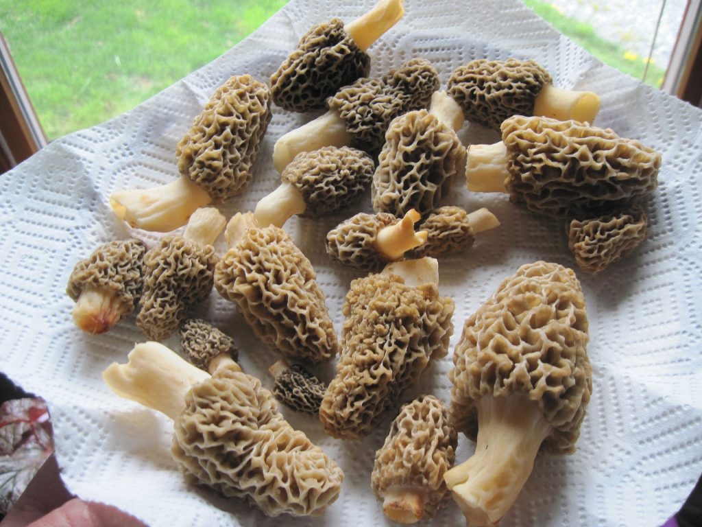 April produce guide What's in season_morel mushrooms