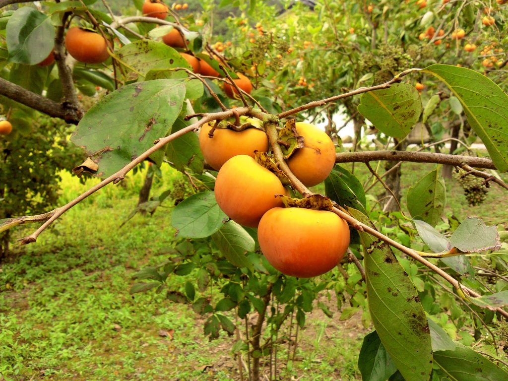 November produce What's in season - persimmon
