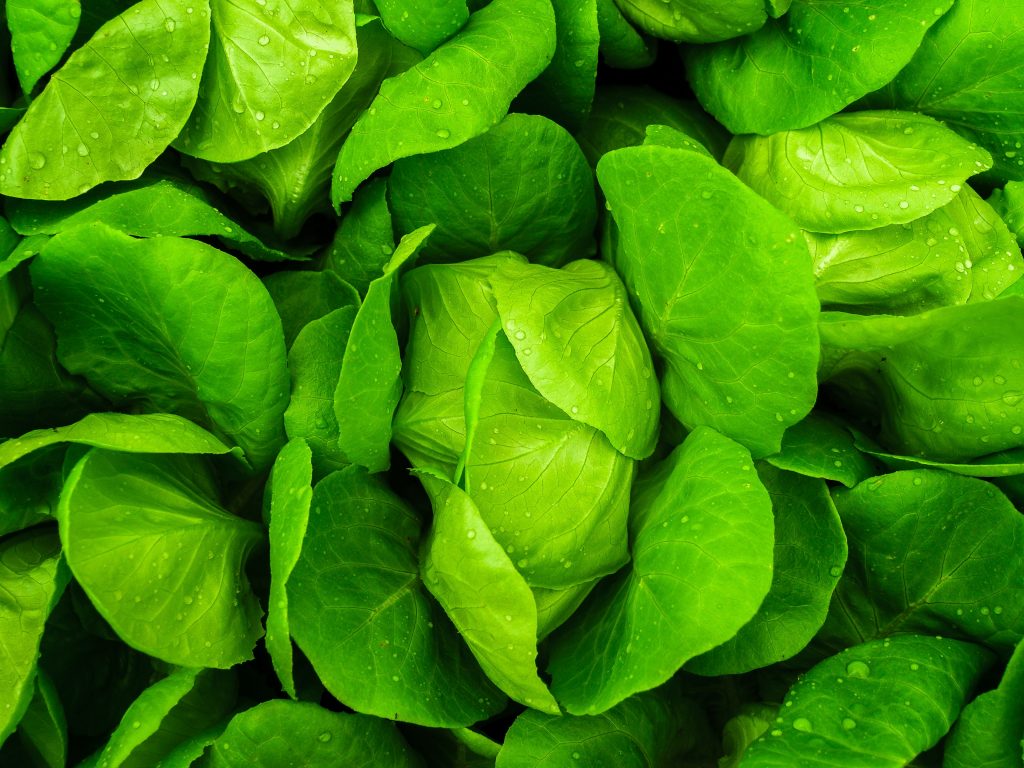 Save money and buy produce in season in March - lettuce