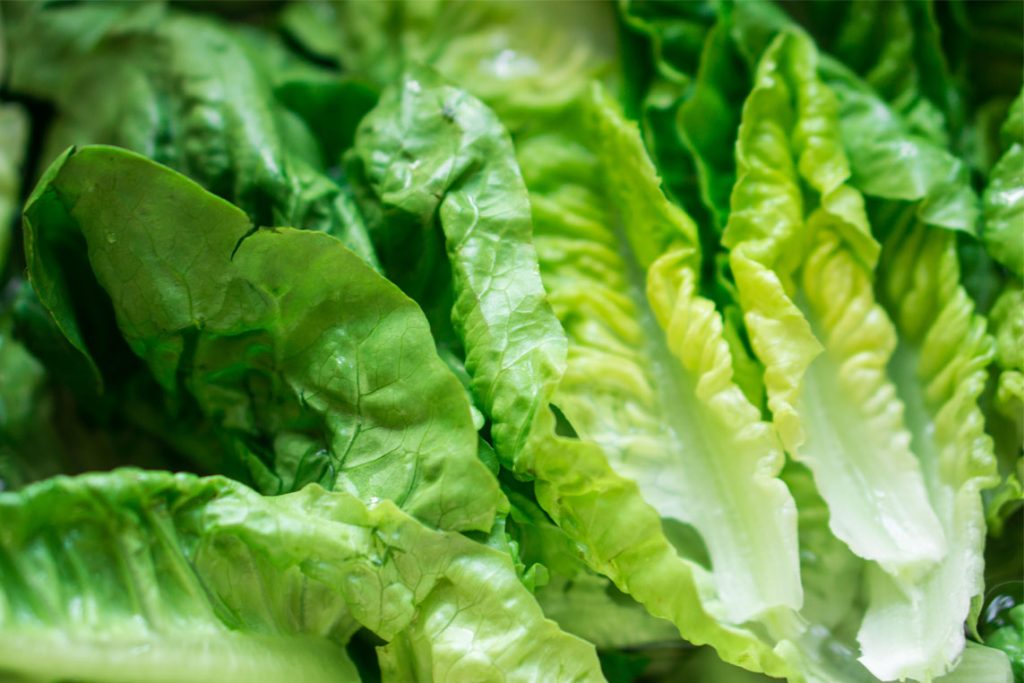 Stay away from Romaine Lettuce, report warns
