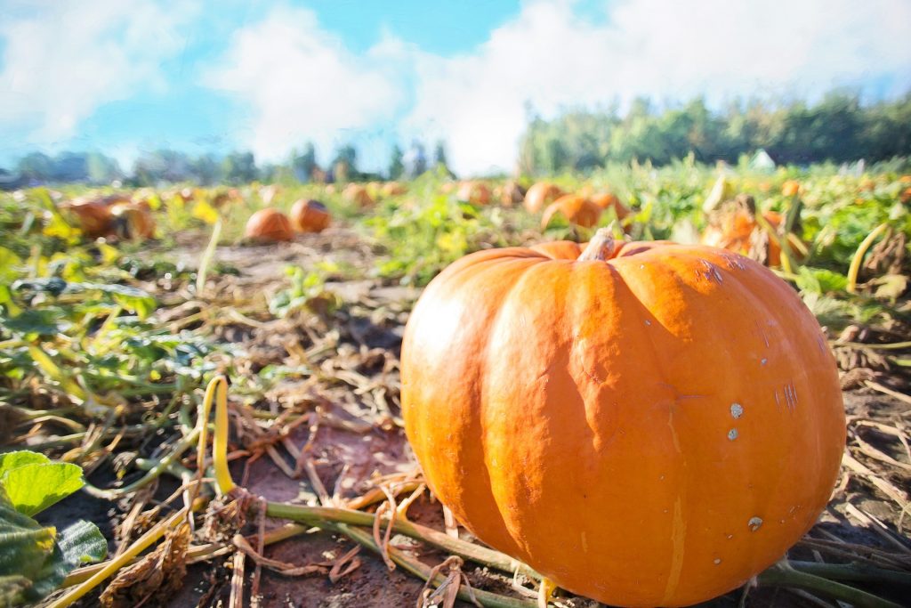 Where to pick your own pumpkin and apples in Pittsburgh