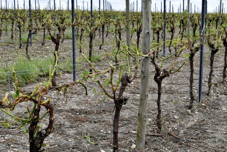 Hail storms wipe out eight million bottles worth of Champagne grapes