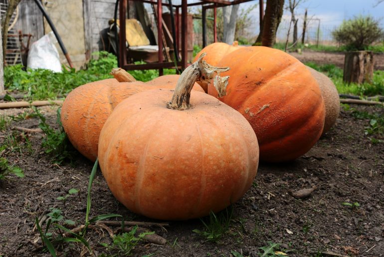 How Americans became so obsessed with pumpkins.jpg