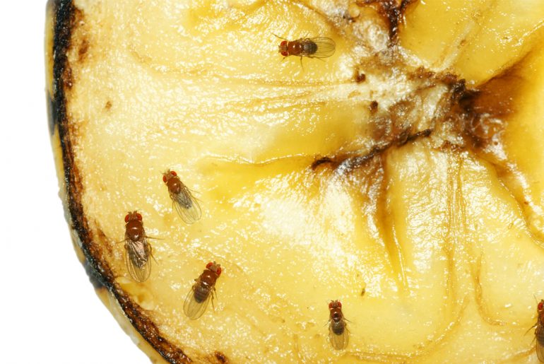 How to get rid of fruit flies in your home