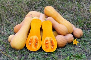 How to pick a perfect butternut squash-2