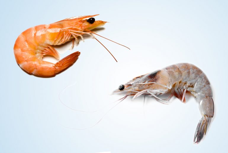 How to tell the difference between a shrimp and a prawn