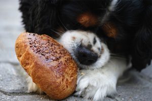 Human foods that you shouldn't feed your dog, according to a veterinarian