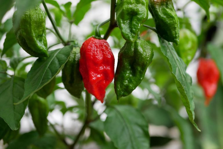 Merriam-Webster adds 'umami,' 'ghost pepper,' 'go-cup' and more to dictionary