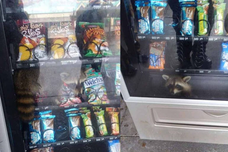 Raccoon gets stuck inside a Florida high school vending machine