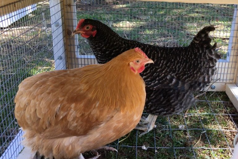 Rent The Chicken provides backyard birds for fresh eggs and down-home fun
