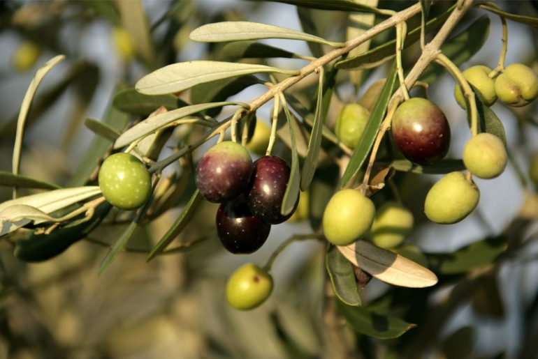 This is why you've never eaten a fresh olive
