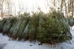 What the Christmas tree shortage means for your holiday