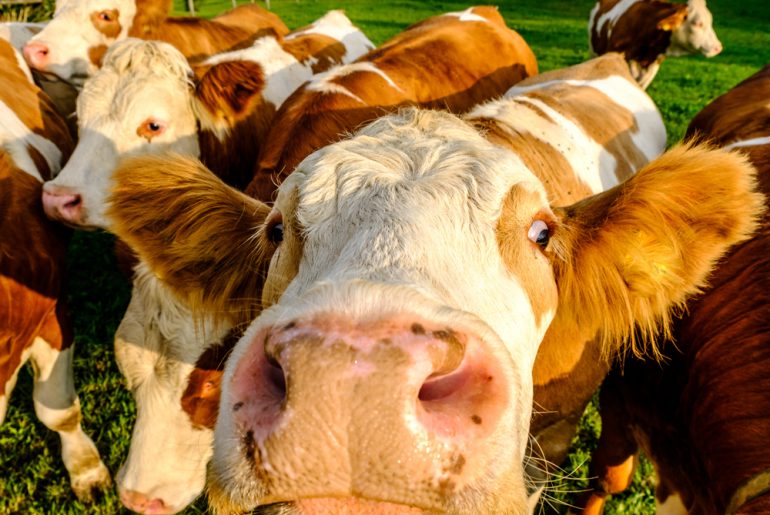 Surprising adults think brown cows make chocolate milk by Everybody Craves